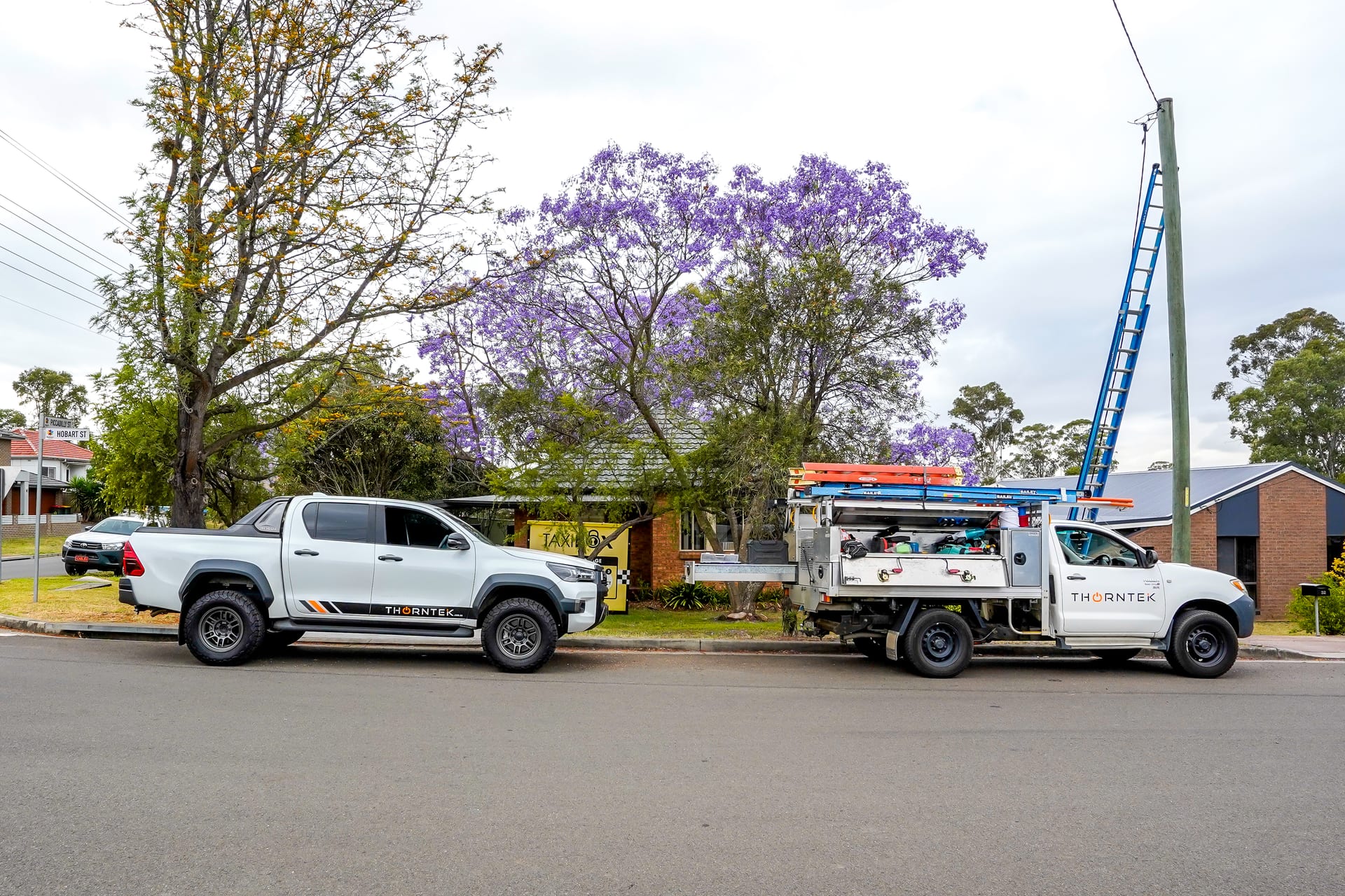 Thorntek service fleet parked beneath a flowering jacaranda