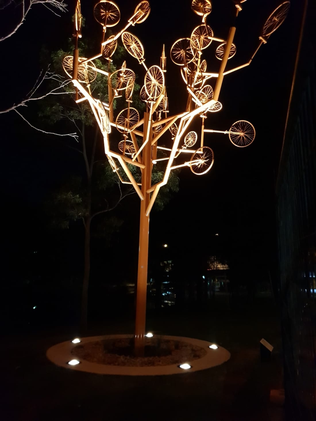 Illuminated TreeCycle bicycle-tree art feature with uplighting at Blackmore Oval